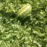 هندوانه درجه یک بیضی وگرد