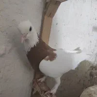 طوقی زرد ماده