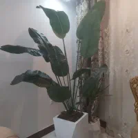 درختچه تزئینی