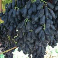 نهال انگور های خارجی و ایرانی