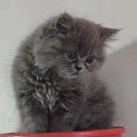 بچه گربه
