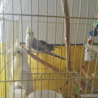یک جفت عروس هلندی باقفس وسایلش