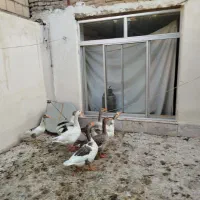 غاز معاوضه با کفتر