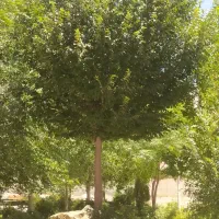 به تعدادی کارگر  جهت کار در فضای سبز ، نیازمندیم
