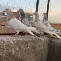 کوهی ماده ۴عدد