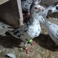 4تا هفرنگ زمینه قشنگ