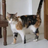 واگذاری گربه ماده DSH