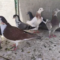 کفتر صید پرشی 13تا باهم دونه 200تومن تکی نمی‌دم