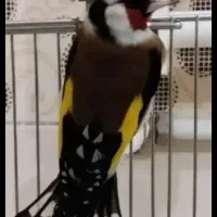 فروش۳قناری جوانه سوپرتک رنگ