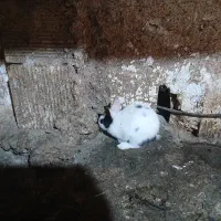 خرگوش کوچیک دوعدد دونه۳۰۰ سبزی همچی میخورن