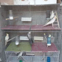 عروس هلندی