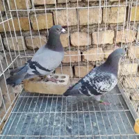 پلاکی کاشونی
