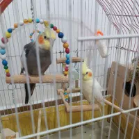 عروس و مرغ عشق