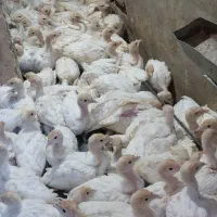 جوجه بوقلمون سفید  زرین ۶