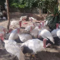 بوقلمون بیوتی