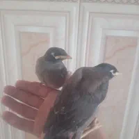 میناسالم وسرحال