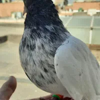 کفتر آلمانی هفت رنگ نر