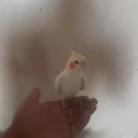 عروس هلندی کاملا دستی