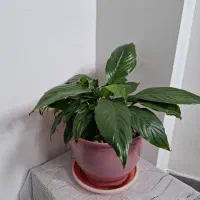 انواع گل آپارتمانی