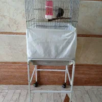 مرغ مینا|پرنده|رشت, خرسندی|دیوار