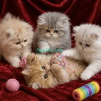 حراج گربه های کوپولی کوتوله موتوله خوردنی کیوت
