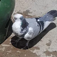 کبوتر پرشتی