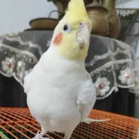 طوطی ۵سالهنر