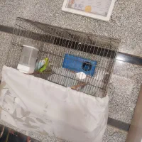 مرغ عشق