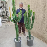 ۲۰ نوع گل ارپارتمانی