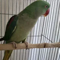 شاه طوطی ماده