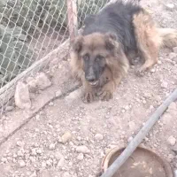 سگ نگهبان