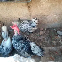 مرغ وخروس مینیاتوری  تخم کنی