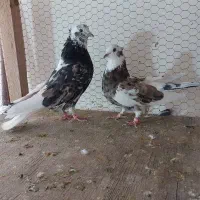هماسرور نروماده پرشی