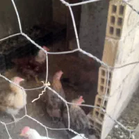 مرغ و جوجه