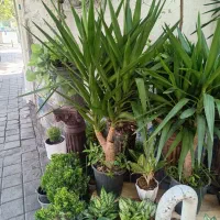 گل آپارتمانی