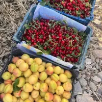 باغ-سنددار1000متری-باقیمت-خودرومالک-باغ-سنددارشوید