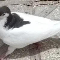۵تا جونه ساده ۳تا نر