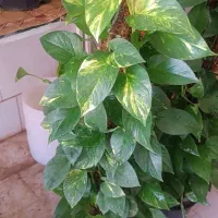 حراج پتوس چماقی