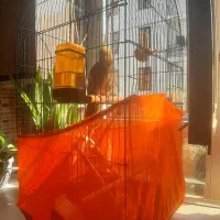 عروس هلندی