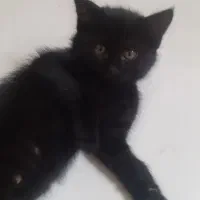بچه گربه دوماهه