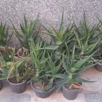 گل شاخ بزی