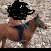 اسب مادیان 3.5ساله