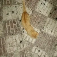 لینک دعوت به اسنپ پرو
