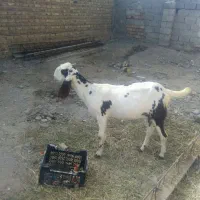 فروش بز