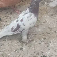 کبوتر