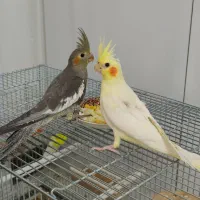 عروس هلندی دوماهه