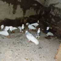 کبوتر طوقی