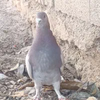 کفتر مفت