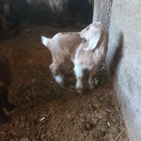 بزغاله شیری