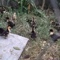 جوجه اردک لیسار